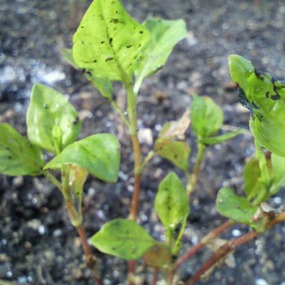 藍の苗、植え替え！